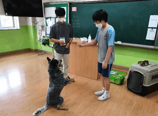 애견2